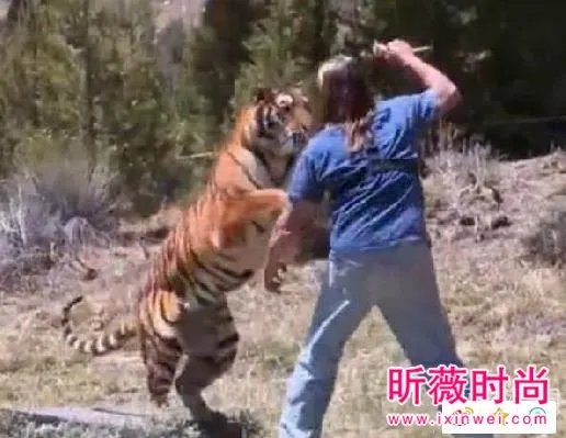 男子作死挑逗老虎:下一秒悲剧(组图)
