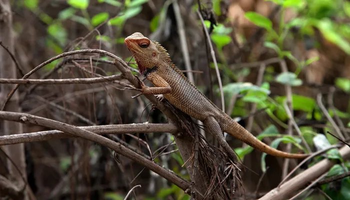 蜥蜴吃什么食物 蜥蜴吃哪些食物