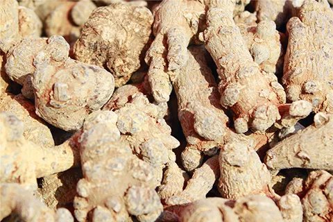 田七的功效与作用