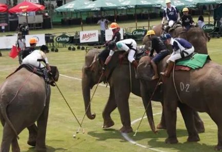 泰国为何办象球锦标赛？