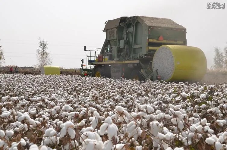 新疆棉花怎么了 为什么美国禁止用新疆棉