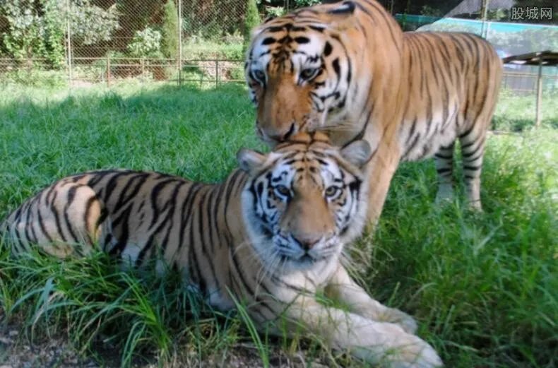 两虎相斗一只身亡 为争夺母老虎兄弟反目太可怕