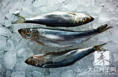 长鱼的营养价值及功效?