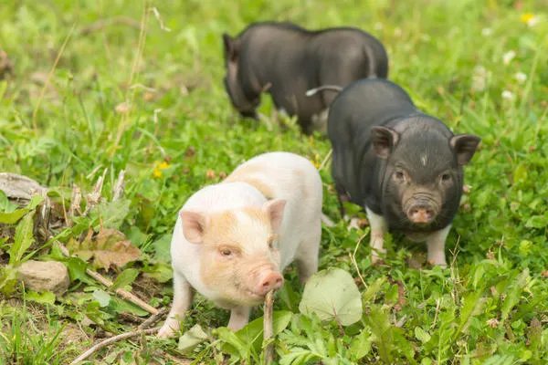 95年属什么生肖 95年属什么今年多大