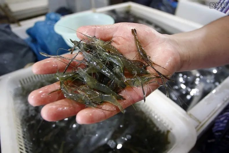 多地下架涉疫厄瓜多尔冻虾 一家超市仍在出售？