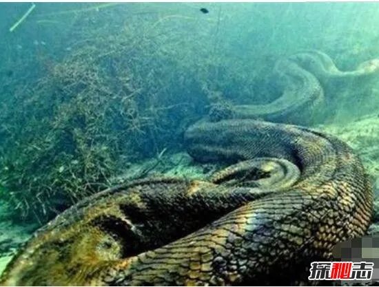 鍥涘窛鍙戠幇50绫冲法锜掞紝涓栫晫涓婃渶澶х殑锜掕泧(缃戠粶浼犻椈)