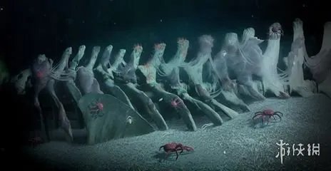 鲸落是什么意思 鲸落是留给大海最后的温柔