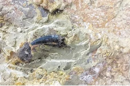 重庆什么地方发现恐龙化石群?