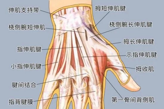 手部位置示意图