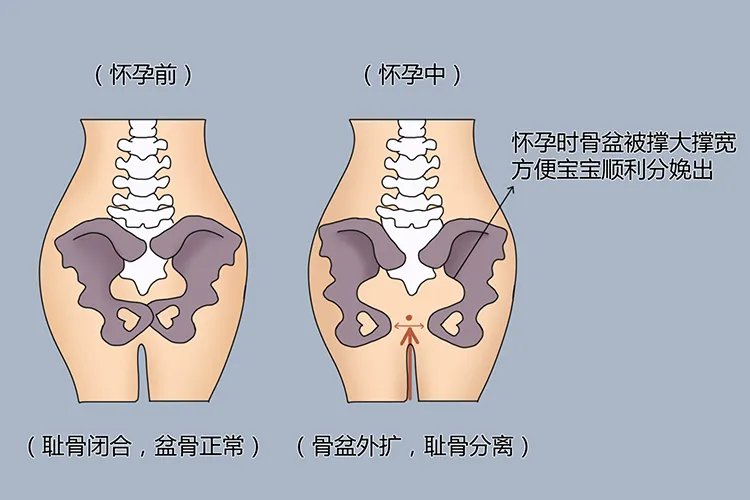 孕妇耻骨在哪个位置的图片