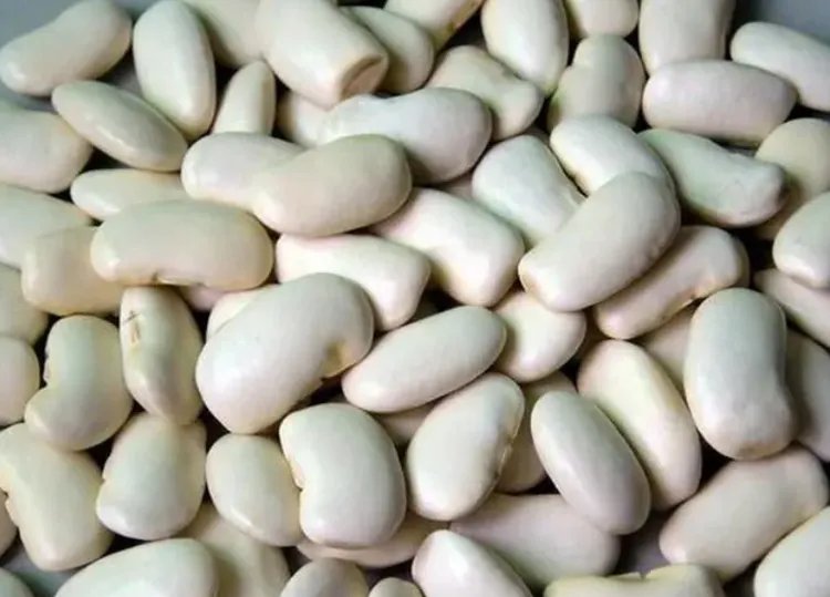 芸豆的功效与作用