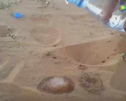 沙漠中倒下水接下来现惊奇一幕（组图）