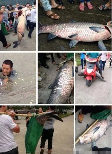 百年水库泄洪 竟冲出这庞然大物(图)