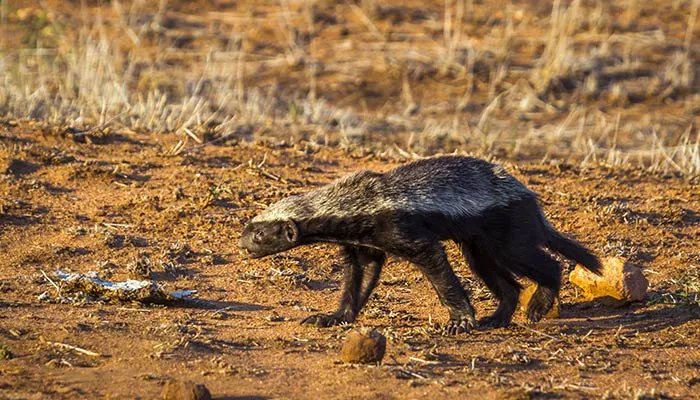 平头哥是什么动物 平头哥是什么