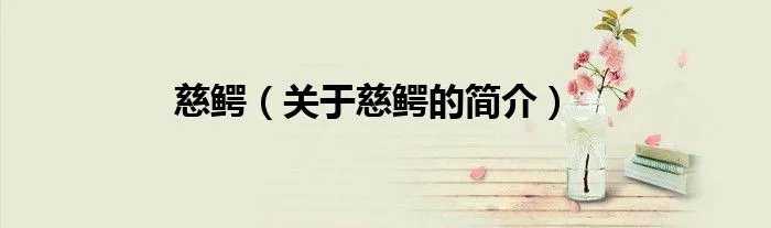 慈鳄（关于慈鳄的简介）