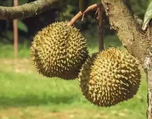 哄抢榴莲村民食物中毒,当地采取了什么措施?