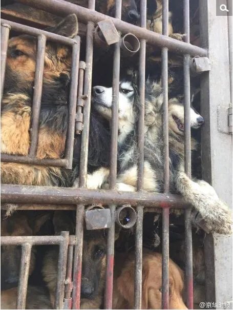 高速上拦截运狗车被撞 寻狗志愿者3人受伤