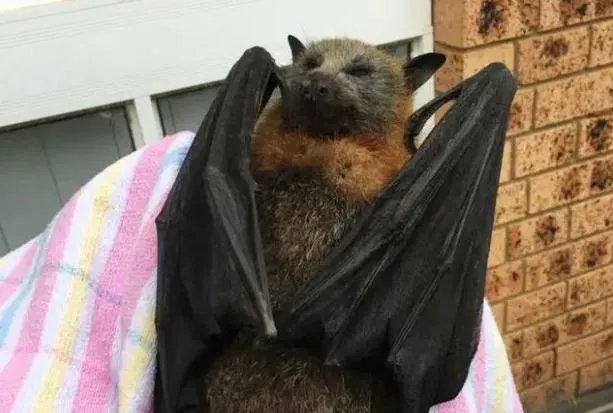 巨型蝙蝠王真实照片 巨型蝙蝠拔地而起长什么样子图片