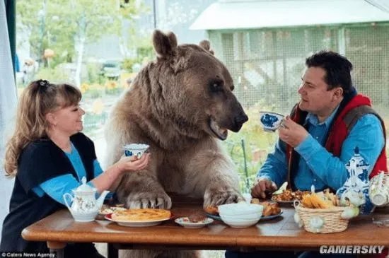 俄罗斯一黑猫逼退棕熊 网友：是不是罗小黑？