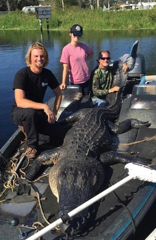 厉害了我的哥!猎人捕巨型短吻鳄重达635斤