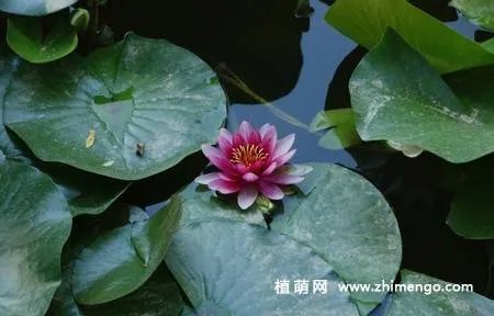 17张睡莲（子午莲）图片