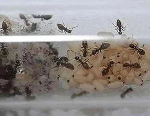 活捉蚁后给点沾水棉花下幕惊呆:不可思议一幕