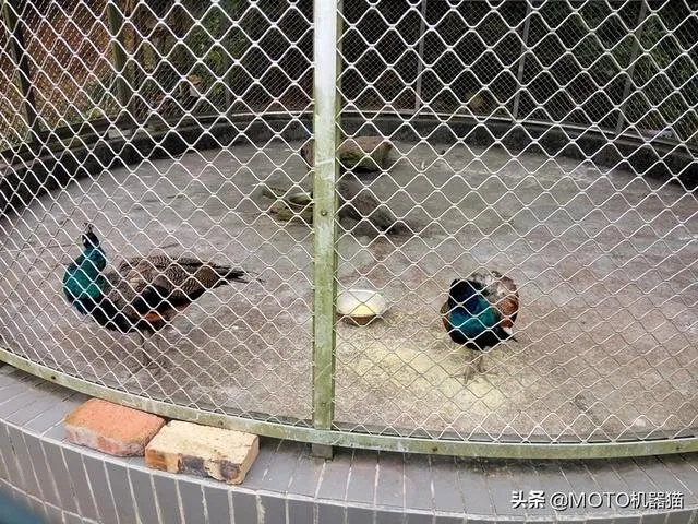 绵阳农家乐推荐