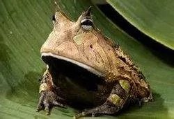 角蛙什么颜色的最贵？