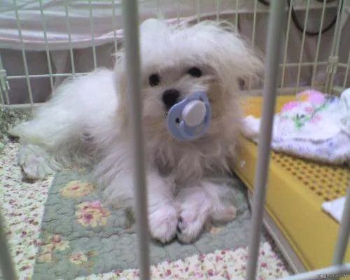 狗狗吞了多少个奶嘴？