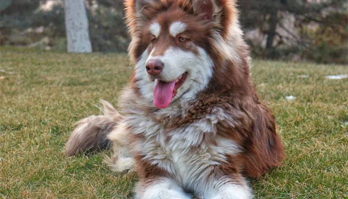 四个月大的阿拉斯加可以给什么吃 阿拉斯加犬寿命一般多少年