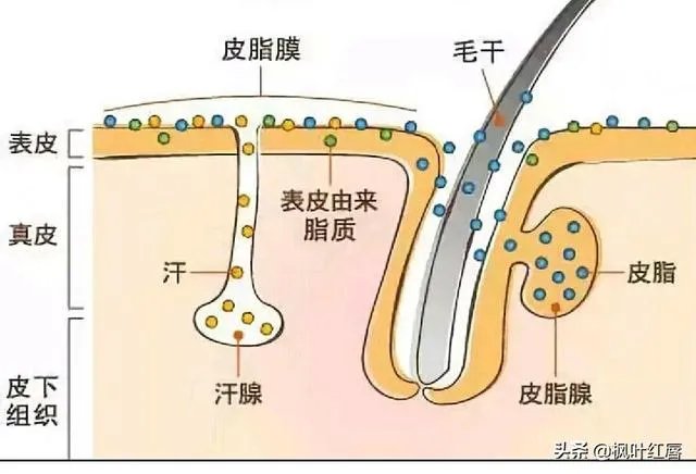 请问眼贴以及眼霜使用后细纹增多有可能是什么原因导致的？