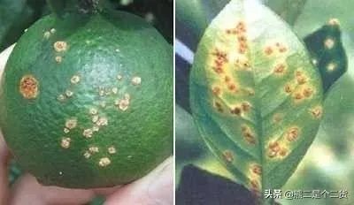 怎么防治柑橘病虫害？