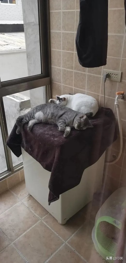 最近大火的杭州招上门女婿，对方白富美，你真的会选择入赘吗？