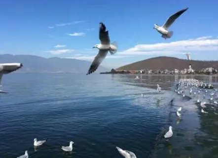 棒打海鸥入黑名单具体发生了什么？