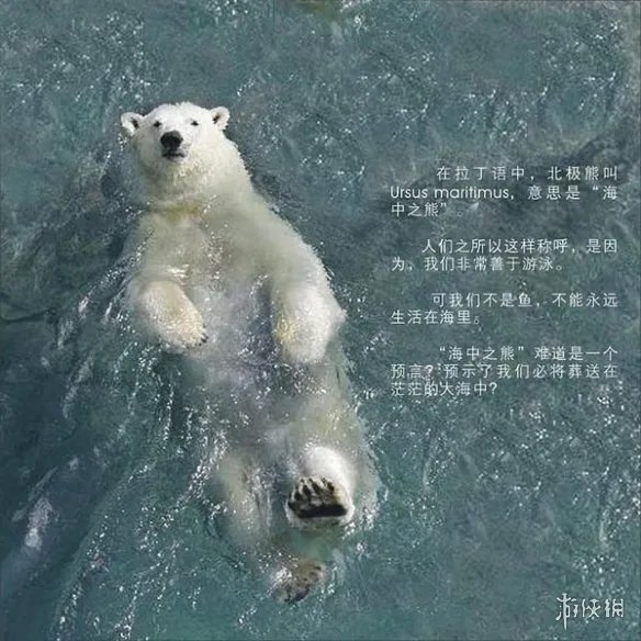 全球变暖或致北极熊在2100年灭绝 若不重视人类将灭绝