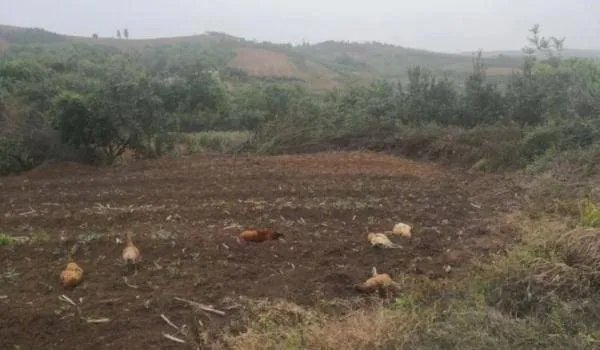 村民在自家地里投毒，毒死9只羊！这位村民受到了什么惩罚？