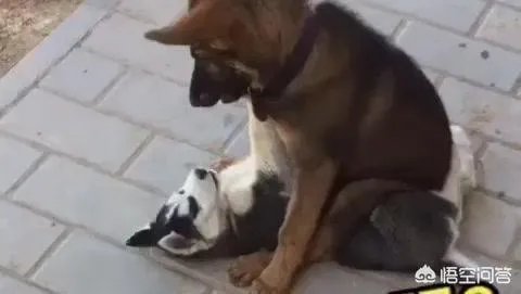 韩球迷嘲讽国足:一直被我们按着摩擦,连越南都不如!对此你怎么看?