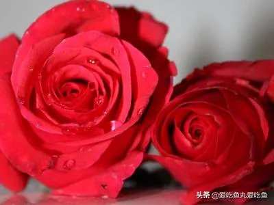 两朵玫瑰代表什么意思?