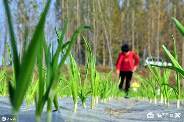 青蒜种植需要注意哪些事项？