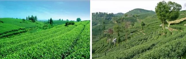 杭州的龙井茶有什么特色？