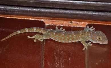 男子贩卖壁虎获刑 大壁虎有多大