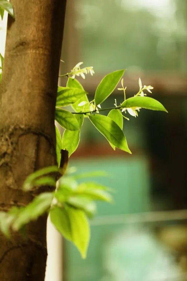 摄影是艺术吗？