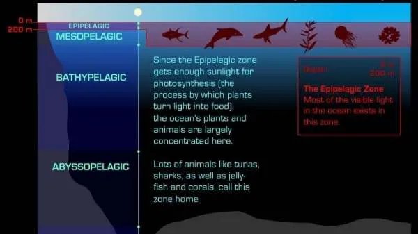 马里亚纳海沟底部是不是也有鱼类在生存？