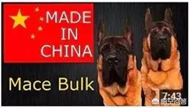 对于“锤系德牧”你怎么看？