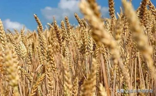 受疫情影响，已有国家禁止出口粮食，你怎么看？