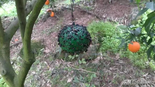 怎么防治柑橘病虫害？