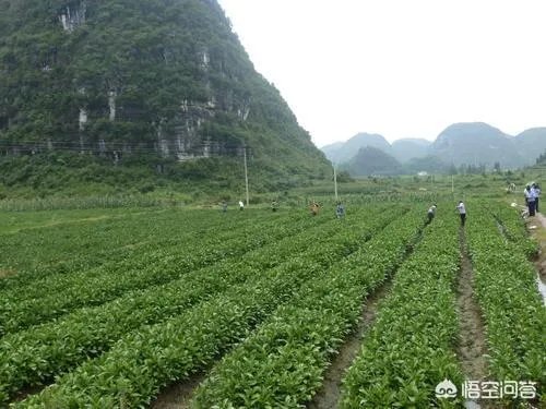 现在种植什么药材能够赚钱？