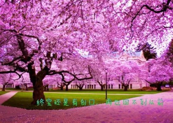 你是我的念念不忘小说 苏茉蒋正楠在线阅读