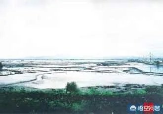 漳州市漳浦县沙西镇为什么被称为中国榕树盆景之乡？