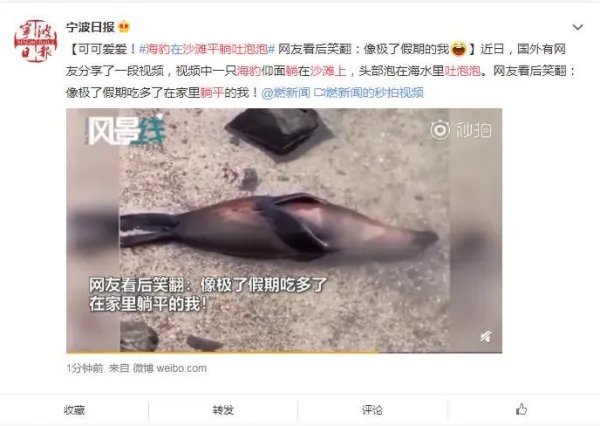 小海豹沙滩上平躺吐泡泡，如何评价小海豹的行径？